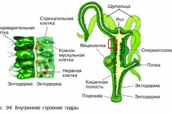 Как восстановить аккаунт кракен